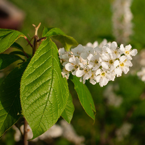 aniosperms黑醋栗花照片
