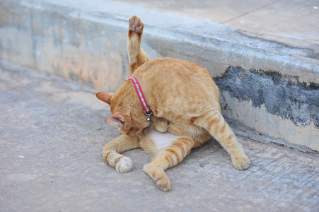 小可爱的猫坐在混凝土地板上的爪子在假期