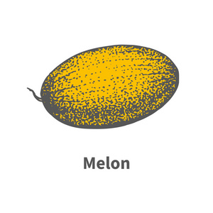 矢量手绘单多汁成熟黄色的甜瓜