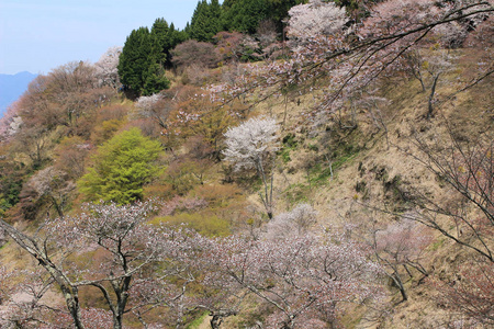 吉野樱花盛开