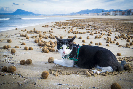 betetle猫在地中海海滩照片