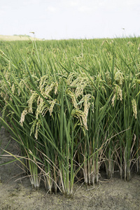 水稻水稻视图