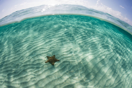 海星在加勒比海