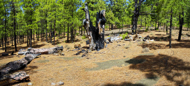 金丝雀的松树林的附近罗岛，西班牙 El 菊蓝