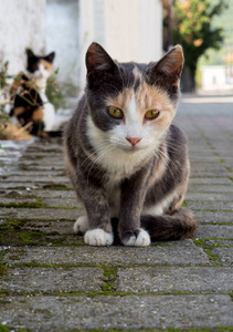 在希腊的村子里的猫