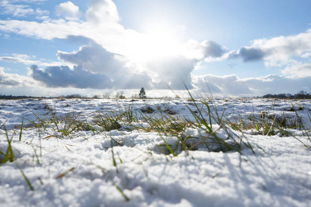 冬草在风景雪场雪自然图片