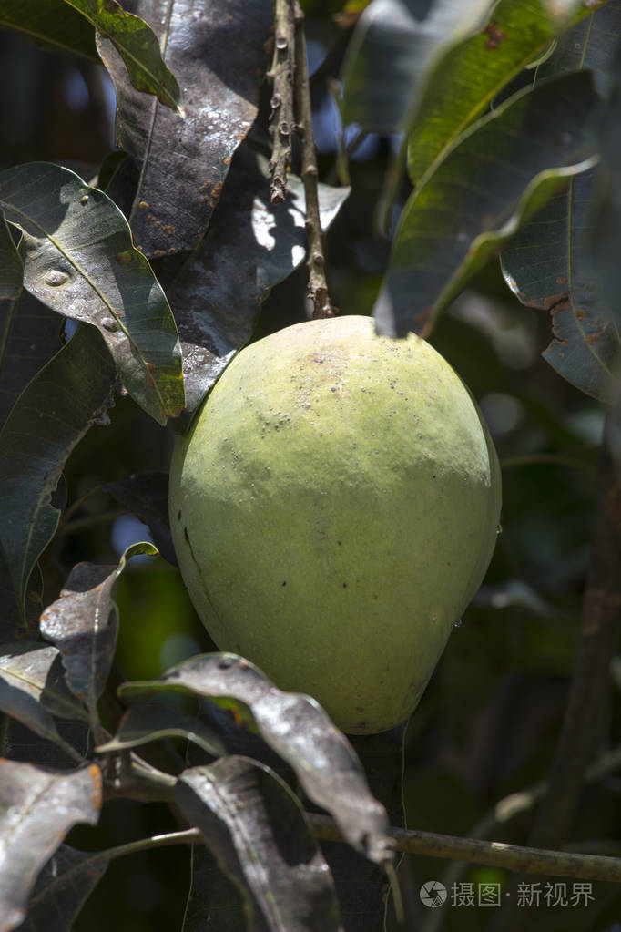 种植园中的树上的绿芒果照片-正版商用图片0xk3d8-摄图新视界