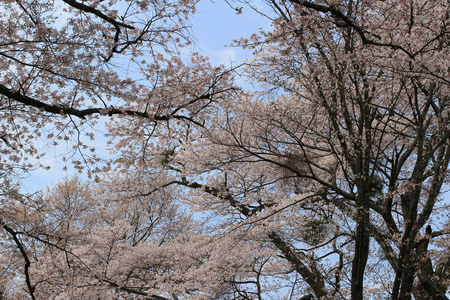 吉野樱花盛开