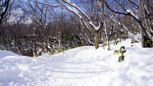 森林中的雪和人行道