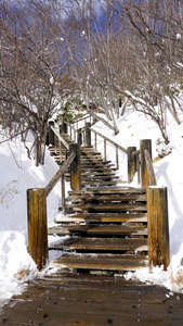 登别温泉林中的雪楼梯人行道和栏杆