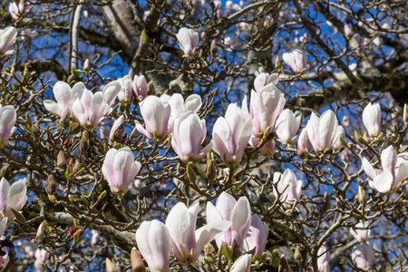 春天阳光明媚的日子里开花木兰树