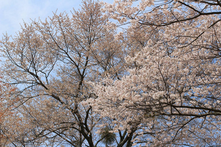 吉野樱花盛开