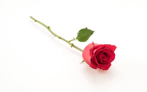 白底红玫瑰图片