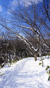 森林中的雪和人行道