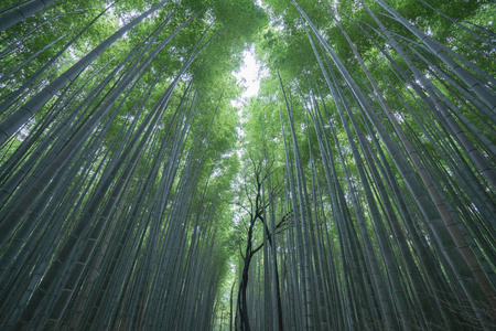 在日本的京都，嵯峨岚山旅游竹林