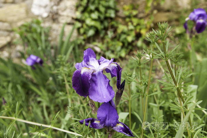 百合花植物