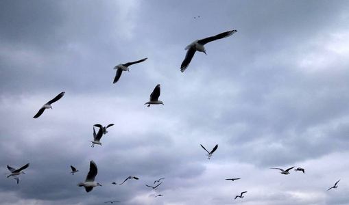 一群海鸥在多云的天空背景上