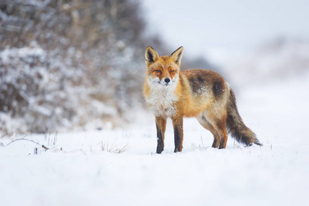 在冬天只红狐狸