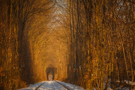 真正的自然奇迹创建从树在乌克兰，克列万铁路沿线的爱情隧道。在铁轨上的日落冬雪