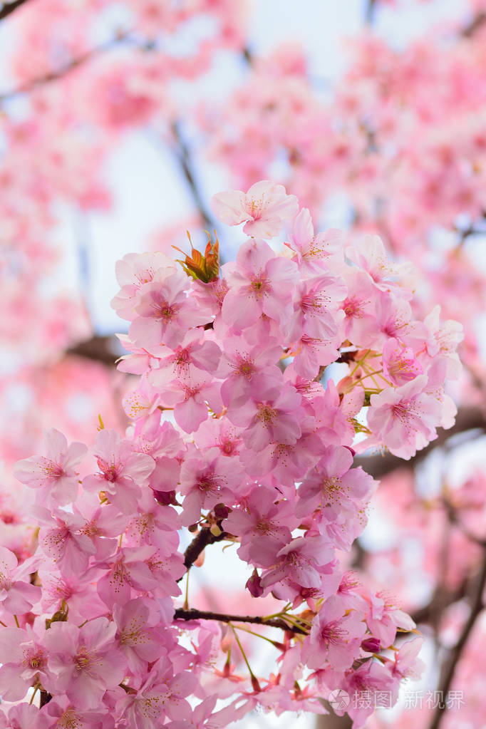 日本粉红色樱花的宏观细节