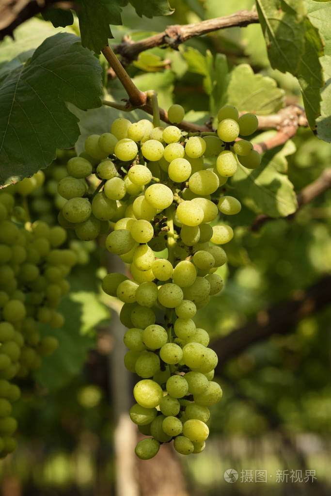 新鲜的白葡萄品种