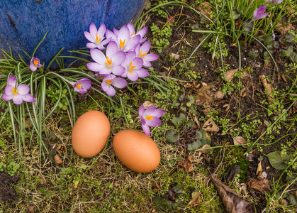 复活节自然，与植物和 crocuc 两个鸡蛋