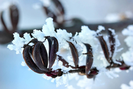 树的分支覆盖着白霜。冬天 background.macro.Selective 焦点