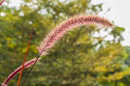 花草五颜六色