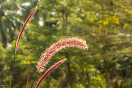 花草五颜六色