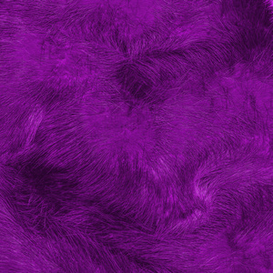 画紫色的天然毛皮纹理