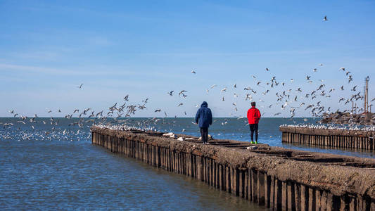 人与黑海 Poti 岸上飞海鸥