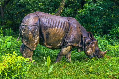 2014 年 9 月 2 日印度犀牛在奇旺国家公园，国家环保局