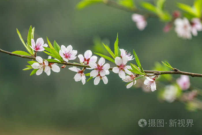 越南的花