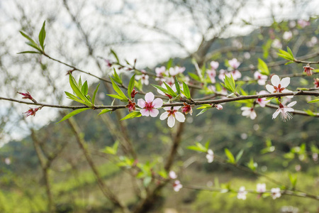 越南的花