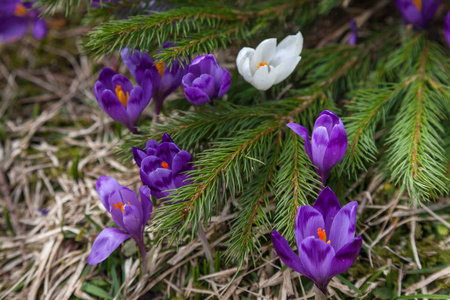 很多在春天的紫番红花花