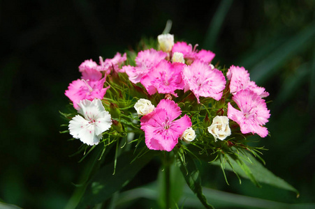 美丽的紫菜花