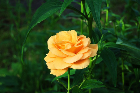 美丽的玫瑰花朵