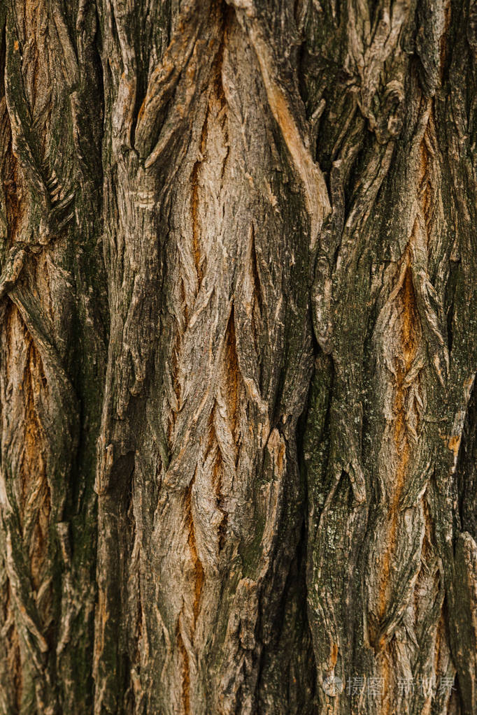 树树皮纹理