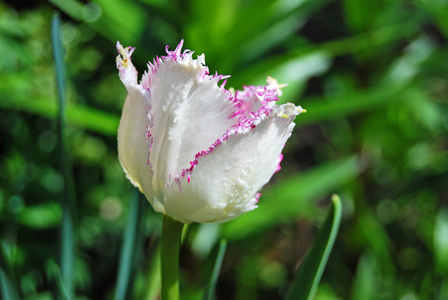 美丽的郁金香花