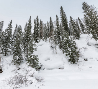 森林中被白雪覆盖的山坡上覆盖着冷杉树