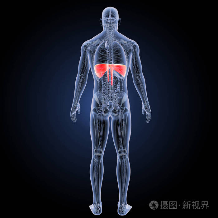 横膈膜后视图