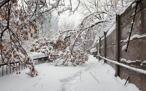 安全周边的雪中倒下的树