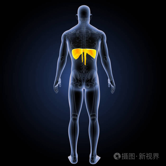 横膈膜后视图