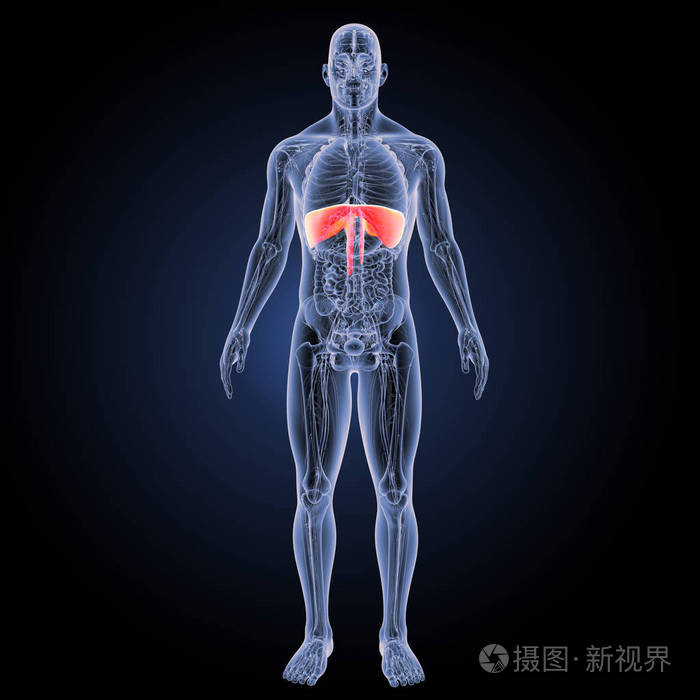 横膈膜前视图照片-正版商用图片0xl4e7-摄图新视界