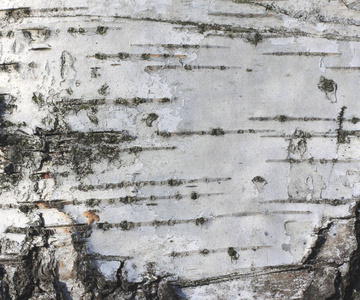 白桦树皮纹理自然背景纸特写图片