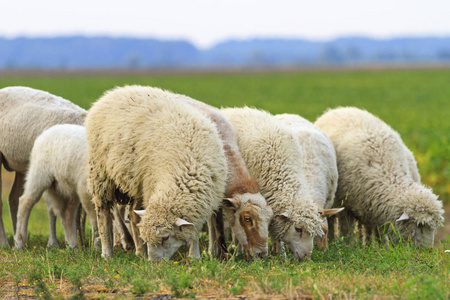 群羊在绿草地上放牧