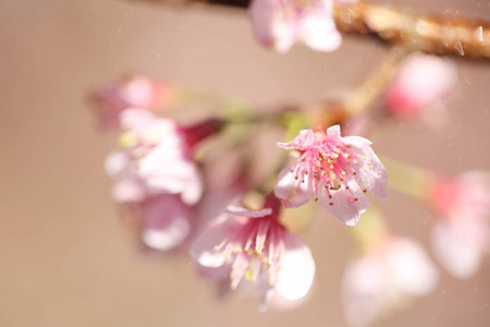 樱花，樱花开花在关闭了