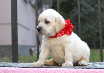 粉红色的背景上可爱的小拉布拉多犬