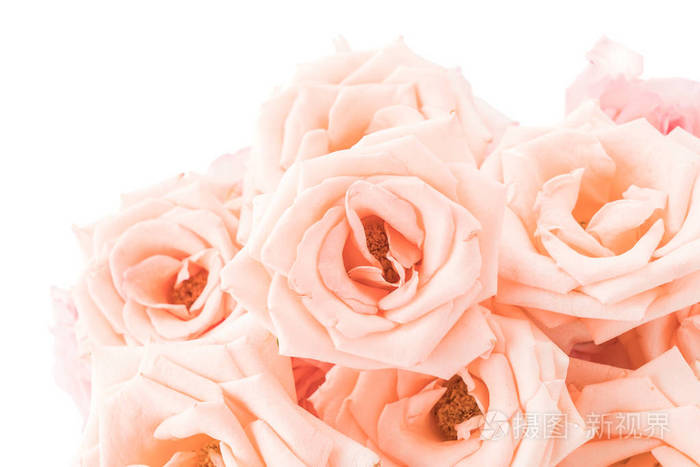 粉红和白色玫瑰