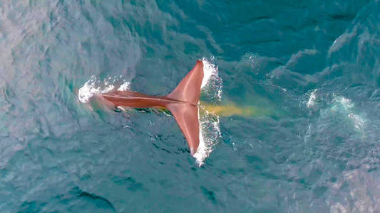 鲸鱼游入大海,挪威罗弗敦照片